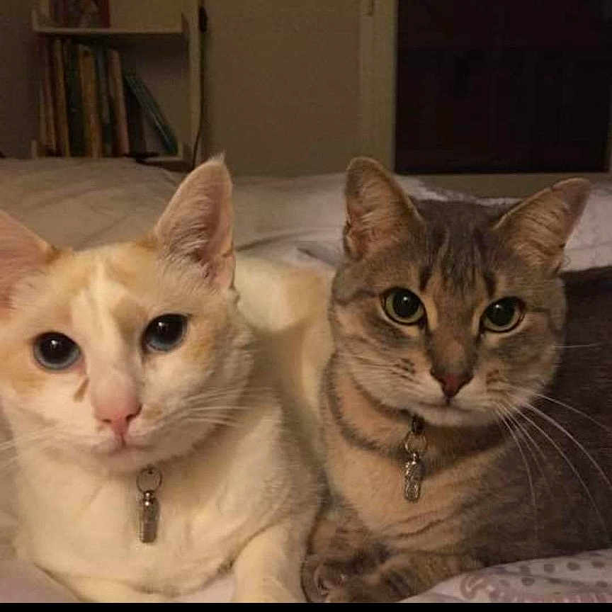 Princesse Et Cerise