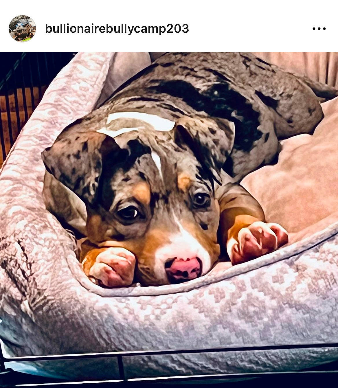 Hussle joined the competition — help win amazing prizes! bedding, canidae, carnivore, comfort, companion_dog, dog, dog_breed, dog_supply, font, linens, liver, mammal, pet_supply, rectangle, sleeve, snout, sporting_group, vertebrate, working_animal, yawn