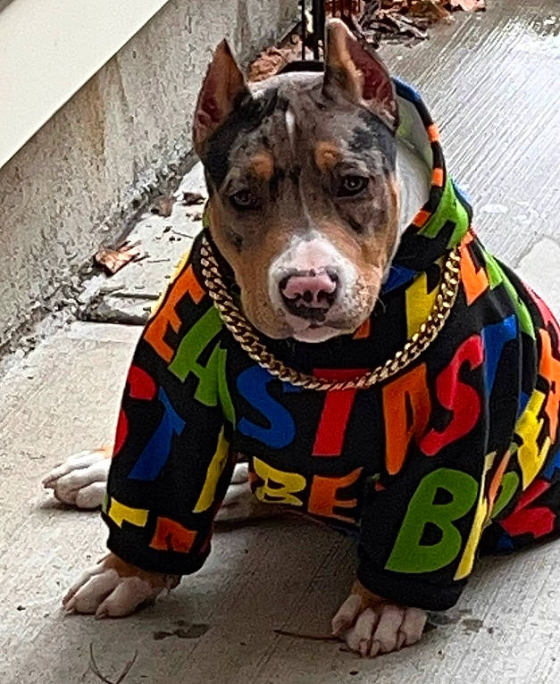 Hussle is registered to the contest to win money with this photo: canidae, carnivore, collar, companion_dog, dog, dog_breed, dog_clothes, dog_collar, dog_supply, fawn, guard_dog, leash, non_sporting_group, road_surface, snout, sporting_group, terrestrial_animal, whiskers, working_animal, working_dog