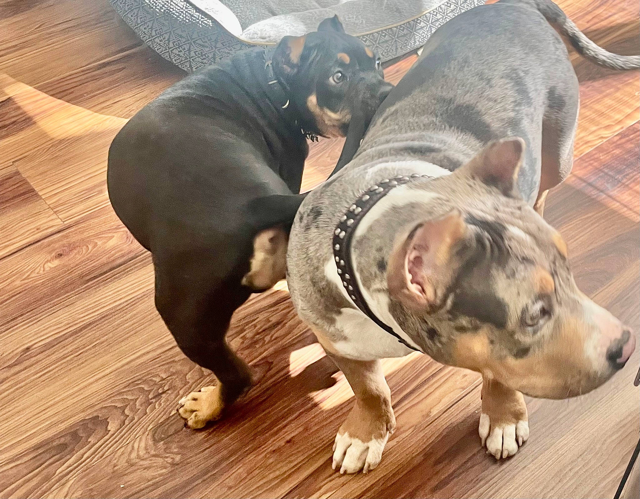 Hussle joined the competition — help win amazing prizes! canidae, carnivore, companion_dog, dog, dog_breed, fawn, flooring, fur, guard_dog, hardwood, non_sporting_group, paw, plank, sporting_group, terrestrial_animal, whiskers, wood, wood_flooring, working_animal, working_dog