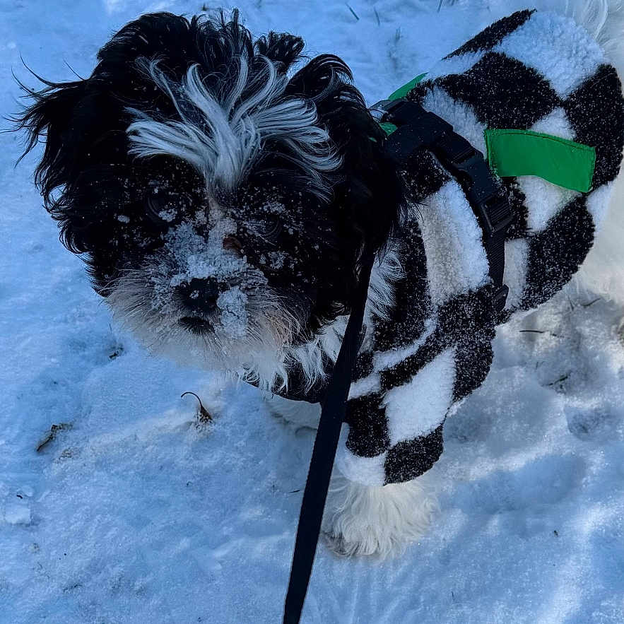 Teddy joined the competition — help win amazing prizes! animal, black_and_white, canine, cold, cold_weather, cute, dog, fur, furry, jacket, leash, outdoor, pet, playful, small_dog, snow, snowy_ground, walking, winter, winter_clothing