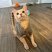 Cookie joined the competition — help win amazing prizes! cat, orange_tabby, sweater, pet, indoor, floor, wood_floor, toy, curious, cute, animal, feline, domestic_cat, whiskers, ears, eyes, tail, buttons, cozy, home