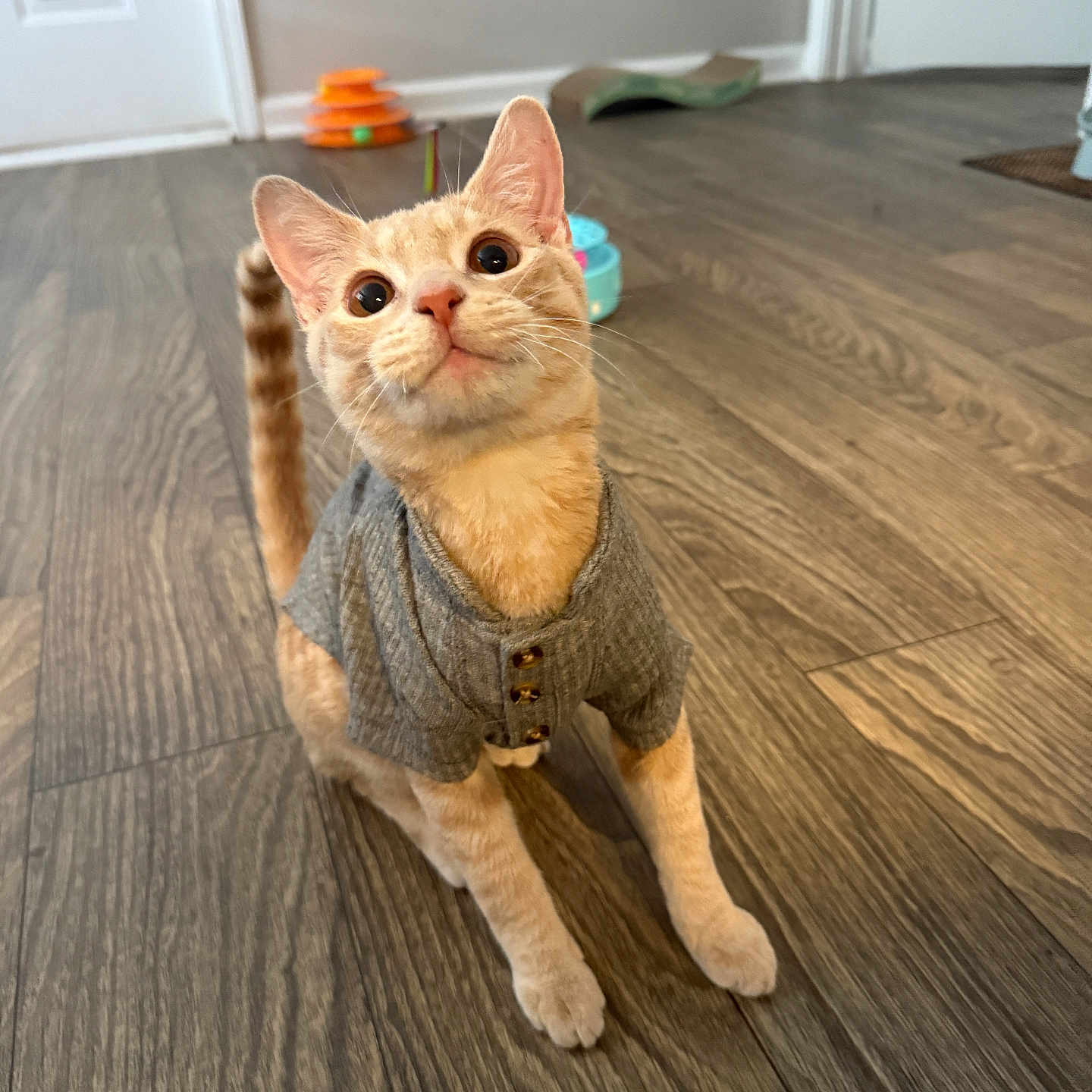 Cookie joined the competition — help win amazing prizes! animal, buttons, cat, cozy, curious, cute, domestic_cat, ears, eyes, feline, floor, home, indoor, orange_tabby, pet, sweater, tail, toy, whiskers, wood_floor