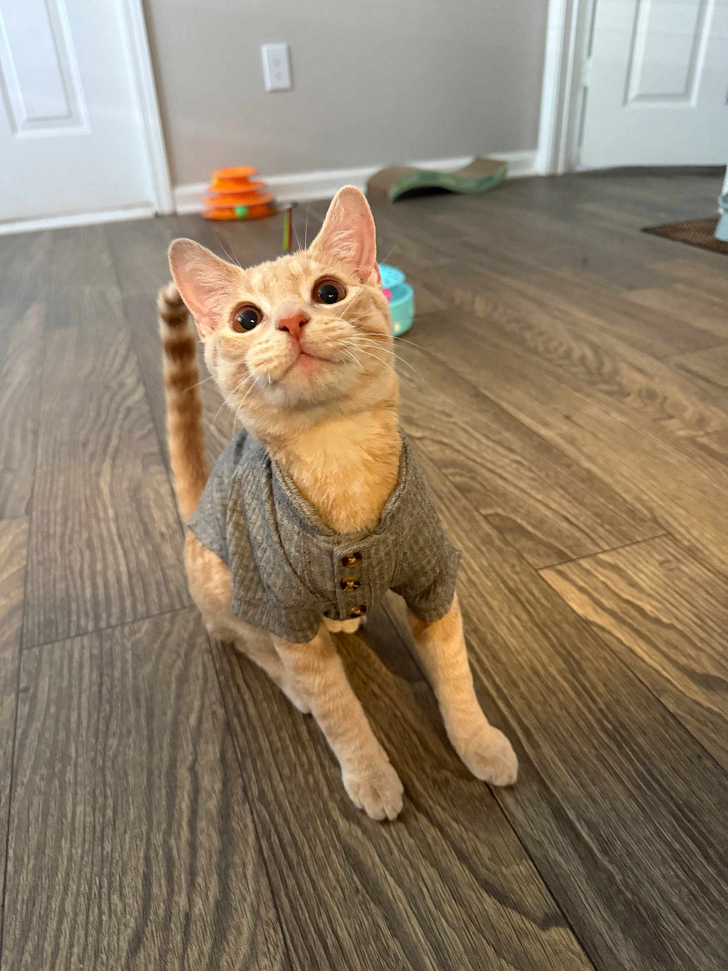 Cookie joined the competition — help win amazing prizes! cat, orange_tabby, sweater, pet, indoor, floor, wood_floor, toy, curious, cute, animal, feline, domestic_cat, whiskers, ears, eyes, tail, buttons, cozy, home