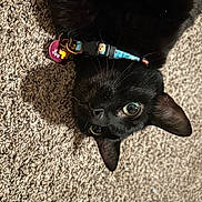 Binx is registered to the contest to win money with this photo: black_cat, cat, pet, collar, tag, carpet, indoor, feline, animal, close_up, fur, whiskers, ears, eyes, laying_down, texture, cute, domestic_cat, portrait, curious