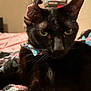 Binx is registered to the contest to win money with this photo: cat, black_cat, close_up, bow_tie, feline, pet, whiskers, indoor, animal, face, green_eyes, fur, resting, blanket, cozy, portrait, domestic_animal, looking, ears, cute