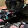 Binx is registered to the contest to win money with this photo: cat, black_cat, licking, furry, pet, animal, sleepy, closeup, indoor, blanket, colorful_blanket, cozy, fur, whiskers, ears, relaxed, domestic_cat, cute, resting, comfort