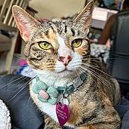 Everest is registered to the contest to win money with this photo: cat, tabby, close_up, collar, flower, heart_tag, whiskers, yellow_eyes, indoor, blanket, furniture, chair, person, blurred_background, pet, animal, cute, relaxed, domestic_cat, soft_lighting
