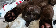 Oliver is registered to the contest to win money with this photo: cat, black_cat, pet, stretching, paws, upside_down, blanket, white_blanket, cozy, indoor, furniture, clutter, room, relaxed, fur, green_eyes, cute, animal, sleepy, soft