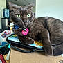 Oliver is registered to the contest to win money with this photo: cat, black_cat, green_eyes, bow_tie, heart_tag, indoor, cardboard_box, case, furniture, pet, animal, whiskers, relaxed, domestic, close_up, mammal, cute, household, domestic_cat, resting