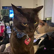 Oliver is registered to the contest to win money with this photo: cat, brown_cat, black_cat, indoor, pet, animal, collar, bow_tie, bed, furniture, tag, cute, closeup, domestic_cat, mammal, two_cats, relaxing, cozy, blurred_background, night