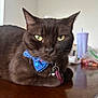 Oliver is registered to the contest to win money with this photo: cat, dark_brown, bow_tie, collar, table, indoor, green_eyes, pet, close_up, feline, domestic_animal, relaxed, face, whiskers, fur, tag, accessory, focus, curious, resting