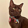 Alvin is registered to the contest to win money with this photo: cat, brown_cat, pet, animal, indoor, collar, bow_tie, tag, close_up, portrait, whiskers, green_eyes, feline, cute, domestic_cat, looking_away, fur, ears, muzzle, curious