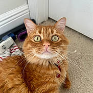 Alvin joined the competition — help win amazing prizes! cat, orange_tabby, green_eyes, whiskers, fur, pet, indoor, carpet, door, collar, curious, closeup, animal, feline, domestic_cat, cute, looking_up, household, relaxed, portrait