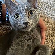 Kevin is registered to the contest to win money with this photo: animal, bracelets, carpet, cat, close_up, curious, cute, ears, feline, gray_fur, hand, indoor, kitten, paw, pet, portrait, soft_fur, whiskers, wide_eyes, young_cat