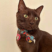 Chewbacca is registered to the contest to win money with this photo: cat, brown_cat, pet, animal, indoor, collar, bow_tie, tag, close_up, portrait, whiskers, green_eyes, feline, cute, domestic_cat, looking_away, fur, ears, muzzle, curious