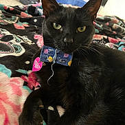 Cosmo joined the competition — help win amazing prizes! black_cat, cat, pet, animal, bow_tie, collar, indoor, blanket, patterned_blanket, fur, whiskers, ears, eyes, cute, relaxed, lying_down, close_up, feline, household, domestic_animal