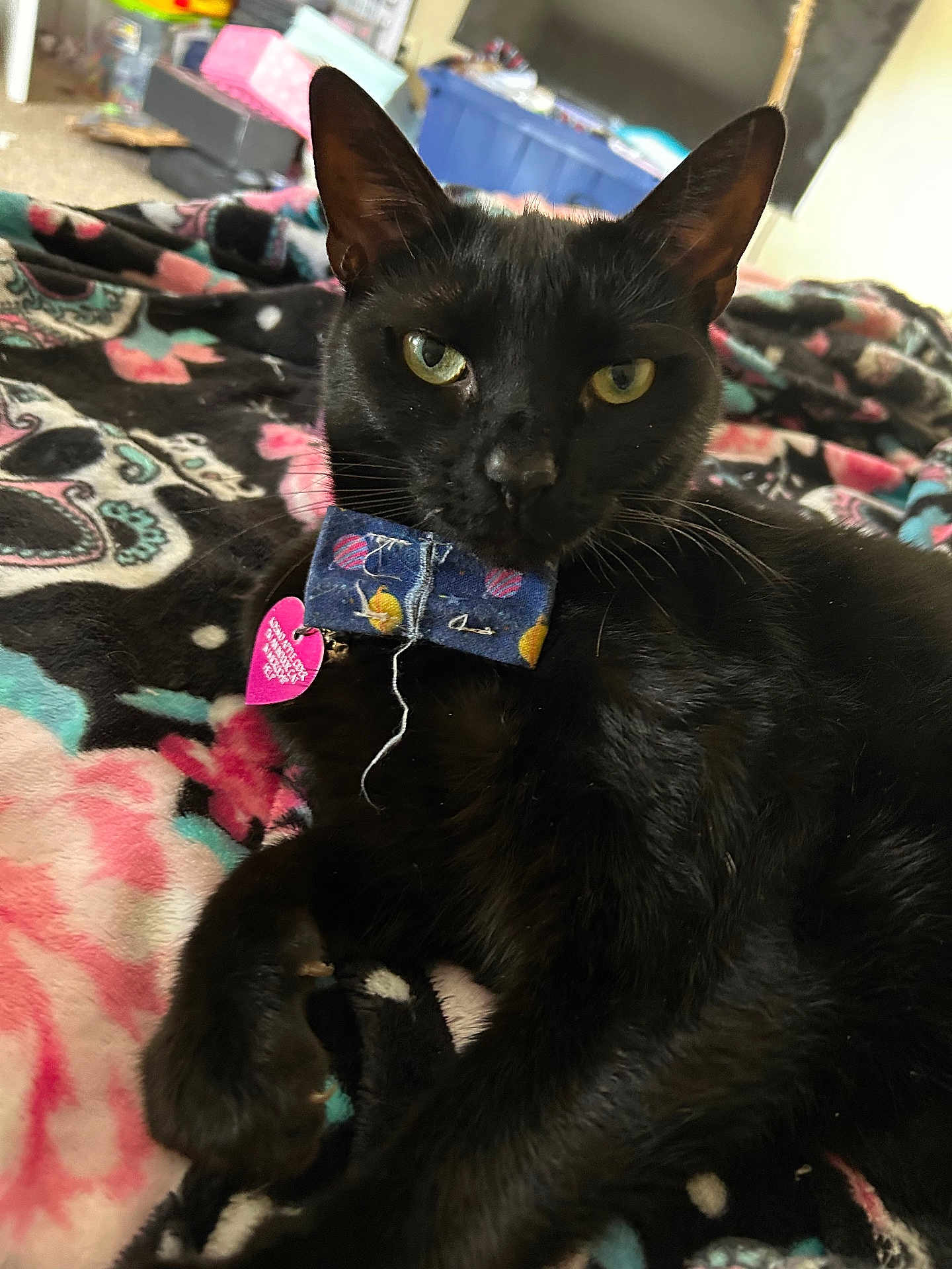 Cosmo