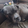 dog, crown, gray, canine, pet, sofa, indoor, resting, animal, cute, paper, decorative, lounge, mammal, companion, calm, portrait, household, relaxed, funny