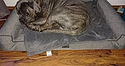 Otelo a rejoint le concours — aidez-le/la à gagner de superbes lots ! dog, brindle, sleeping, dog_bed, blanket, wood_floor, indoor, resting, pet, cozy, furniture, animal, canine, brown, gray, quiet, relaxing, home, domestic, calm