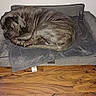 dog, brindle, sleeping, dog_bed, blanket, wood_floor, indoor, resting, pet, cozy, furniture, animal, canine, brown, gray, quiet, relaxing, home, domestic, calm