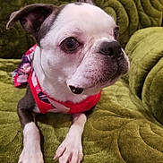 Cirilla is registered to the contest to win money with this photo: animal, boston_terrier, close_up, companion, couch, cute, dog, domestic, ears, expression, fur, green, indoor, nose, outfit, paw, pet, portrait, resting, whiskers