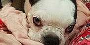 Cirilla joined the competition — help win amazing prizes! animal, blanket, boston_terrier, close_up, comfort, cozy, cute, dog, domestic_animal, ears, face, floral_pattern, fur, indoor, lying_down, nose, pet, pink, resting, sleepy