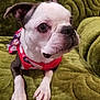 Cirilla joined the competition — help win amazing prizes! animal, boston_terrier, close_up, companion, couch, cute, dog, domestic, ears, expression, fur, green, indoor, nose, outfit, paw, pet, portrait, resting, whiskers