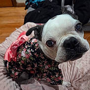 Cirilla joined the competition — help win amazing prizes! dog, pet, clothing, floral_pattern, bed, pink, cute, indoor, wooden_floor, black_and_white, small_dog, animal, looking_up, ears, nose, fur, canine, domestic_animal, soft_texture, cozy