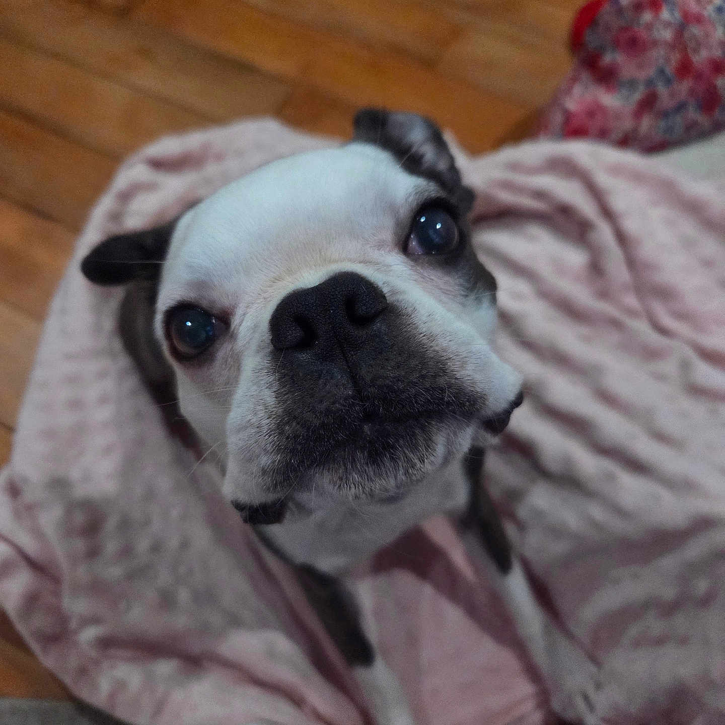 Cirilla is registered to the contest to win money with this photo: animal, blanket, boston_terrier, close_up, companion, curious, cute, dog, domestic_animal, ears, eyes, face, fur, indoor, looking_up, muzzle, nose, pet, pink, wooden_floor