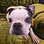 Cirilla is registered to the contest to win money with this photo: dog, puppy, boston_terrier, close_up, nose, eyes, fur, pet, animal, indoor, couch, green_couch, texture, blanket, paw, curious, portrait, cute, young_dog, snout