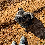 Ulk a rejoint le concours — aidez-le/la à gagner de superbes lots ! animal, canine, closeup, companion, daylight, dirt, dog, earth, ground, harness, looking_up, loyal, outdoor, pants, pet, shadow, shoes, sneakers, sunlight, walking