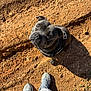 animal, canine, closeup, companion, daylight, dirt, dog, earth, ground, harness, looking_up, loyal, outdoor, pants, pet, shadow, shoes, sneakers, sunlight, walking