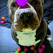 Junebug is registered to the contest to win money with this photo: dog, pet, plastic_egg, colorful, playful, indoor, animal, brown_and_white, collar, balance, cute, toy, close_up, focus, sitting, blanket, paw, nose, expression, obedient