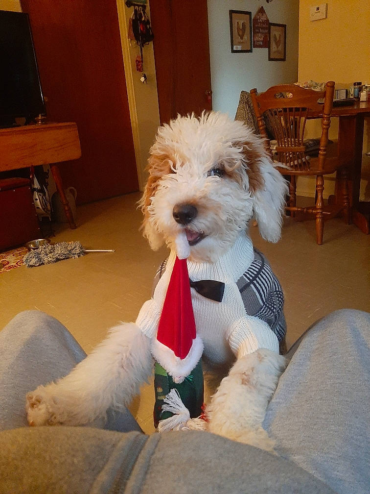 Norman is registered to the contest to win money with this photo: canidae, carnivore, chair, comfort, companion_dog, dog, dog_breed, dog_clothes, dog_supply, flooring, fur, lap, picture_frame, room, small_terrier, sporting_group, television, terrier, toy_dog, wood