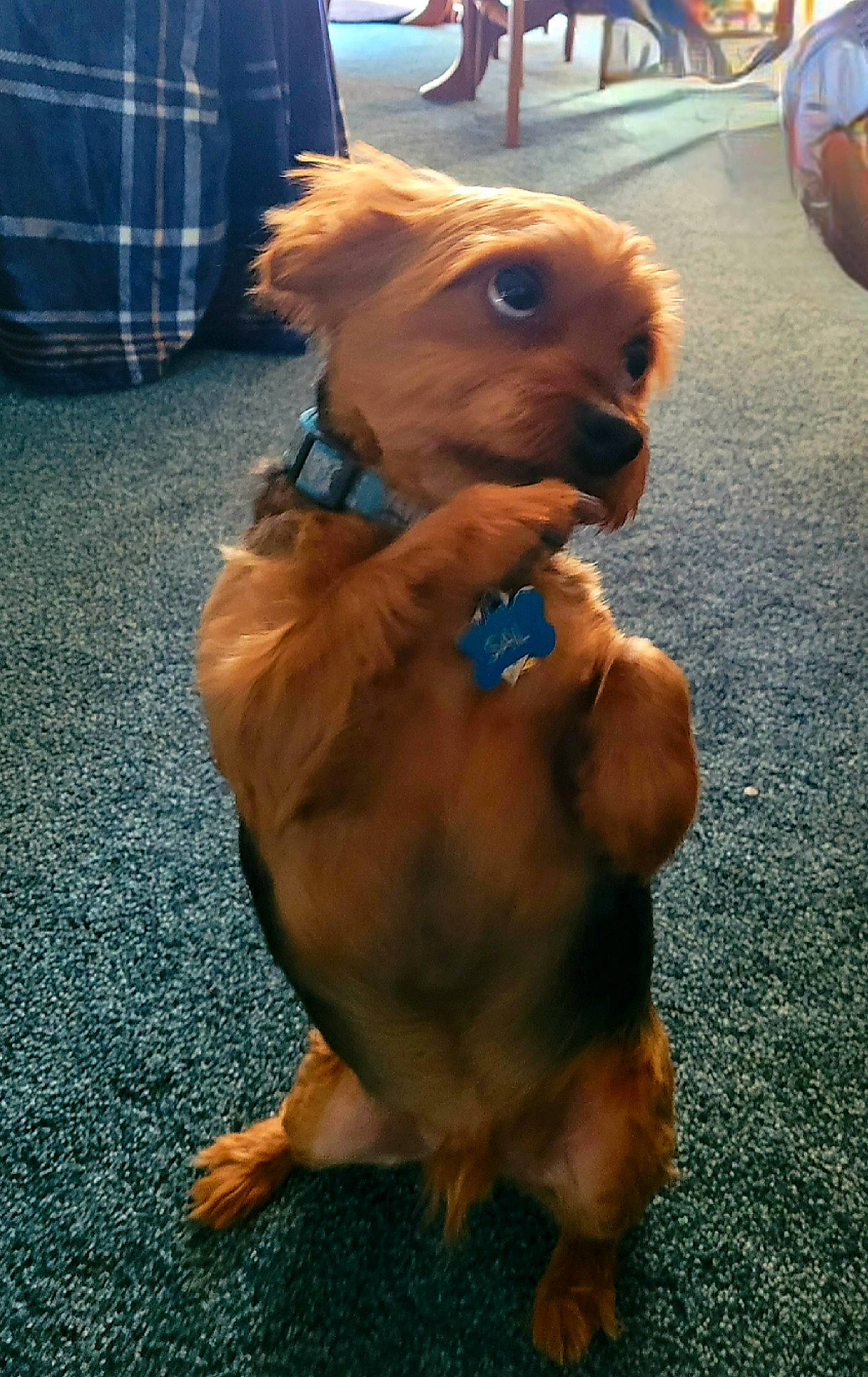 Sal is registered to the contest to win money with this photo: canidae, carnivore, chest, companion_dog, dog_breed, ear, fawn, fictional_character, fur, liver, necklace, plaid, snout, sporting_group, stuffed_toy, tail, tartan, toy, whiskers, working_animal