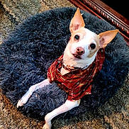 Shiloh joined the competition — help win amazing prizes! dog, pet, plaid_shirt, pet_bed, gray_bed, carpet, indoor, animal, canine, cute, fur, ears, collar, domestic, relaxed, looking_up, small_dog, white_fur, brown_fur, cozy