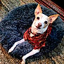 dog, pet, plaid_shirt, pet_bed, gray_bed, carpet, indoor, animal, canine, cute, fur, ears, collar, domestic, relaxed, looking_up, small_dog, white_fur, brown_fur, cozy