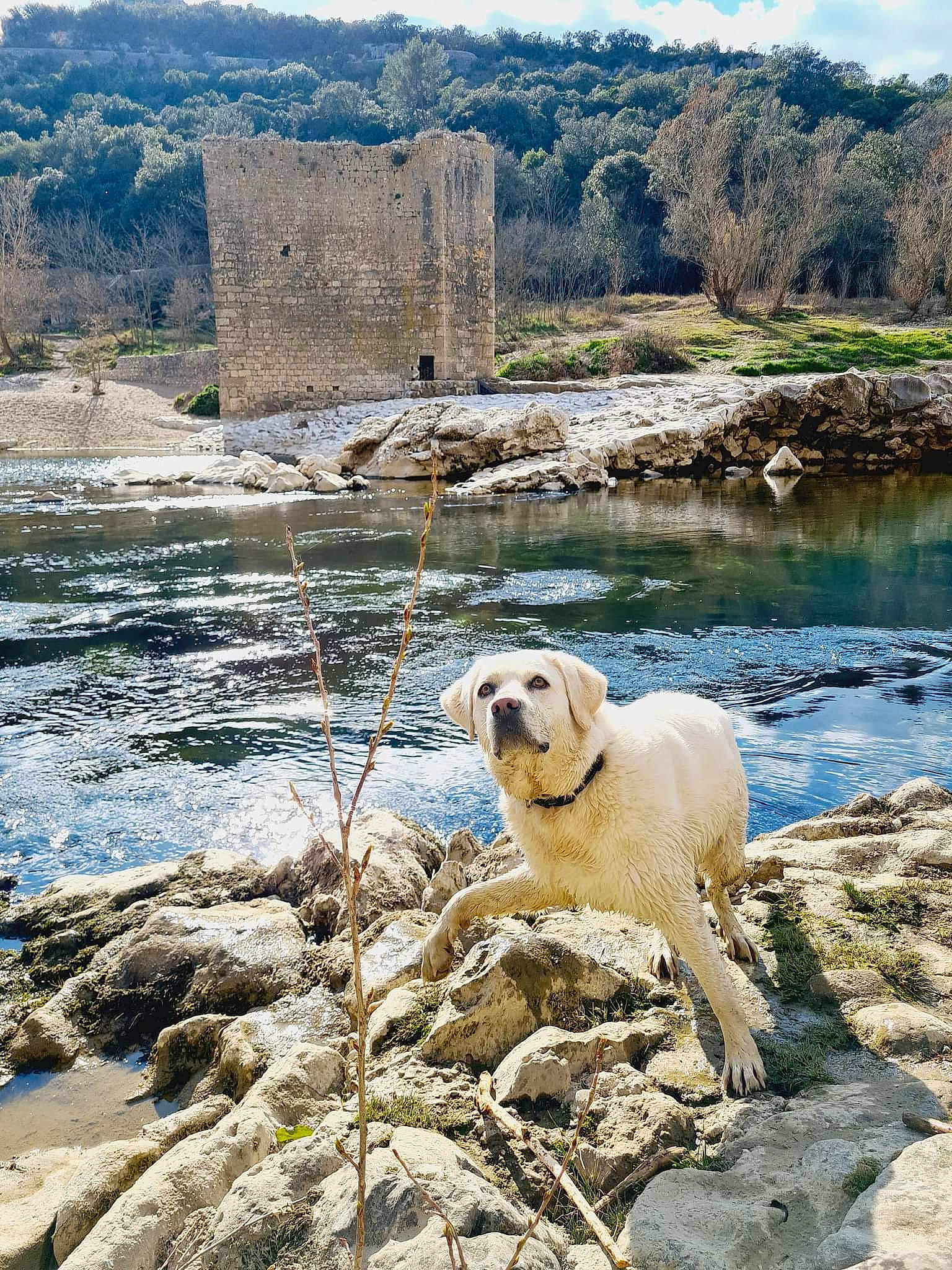 Nessa a rejoint le concours — aidez-le/la à gagner de superbes lots ! canidae, carnivore, dog, dog_breed, fawn, freezing, lake, landscape, natural_landscape, ocean, plant, rock, shore, sky, sporting_group, tree, water, wildlife, winter, working_animal