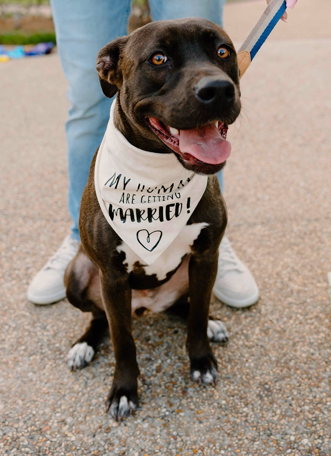 Haze is registered to the contest to win money with this photo: canidae, carnivore, collar, companion_dog, dog, dog_breed, dog_clothes, dog_collar, dog_supply, fawn, fur, guard_dog, law_enforcement, leash, non_sporting_group, paw, pet_supply, sporting_group, working_animal, working_dog