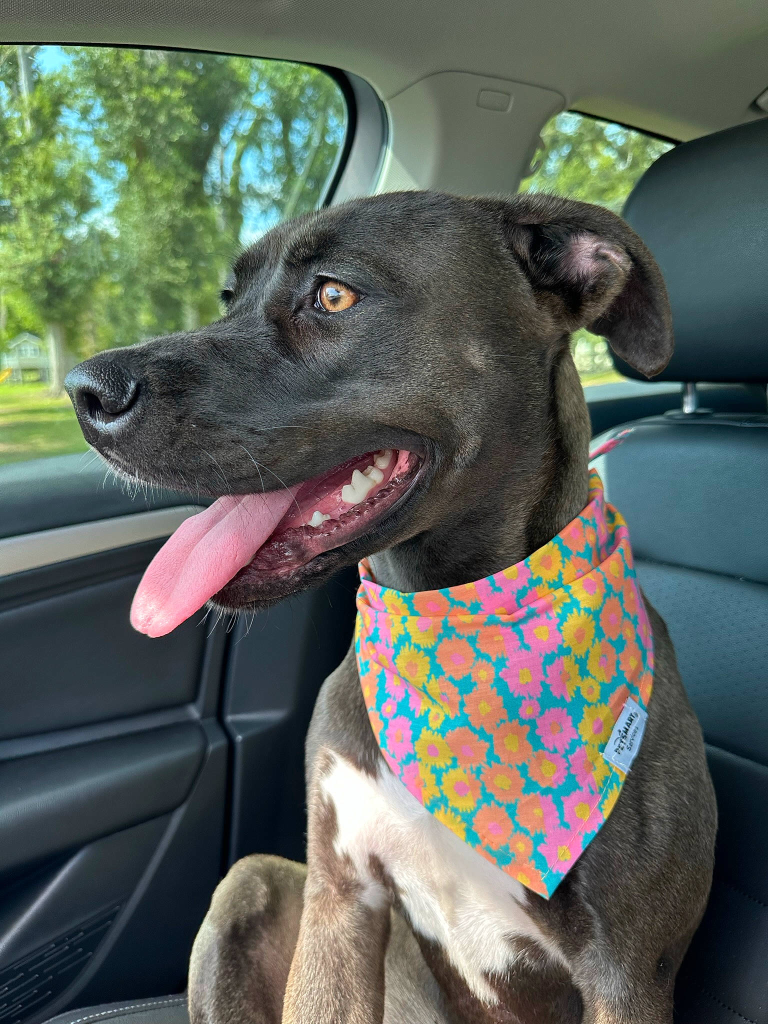 Haze is registered to the contest to win money with this photo: automotive_exterior, canidae, car, carnivore, collar, companion_dog, dog, dog_breed, dog_collar, dog_supply, fawn, pet_supply, snout, sporting_group, tree, vehicle, vehicle_door, whiskers, windshield, working_animal