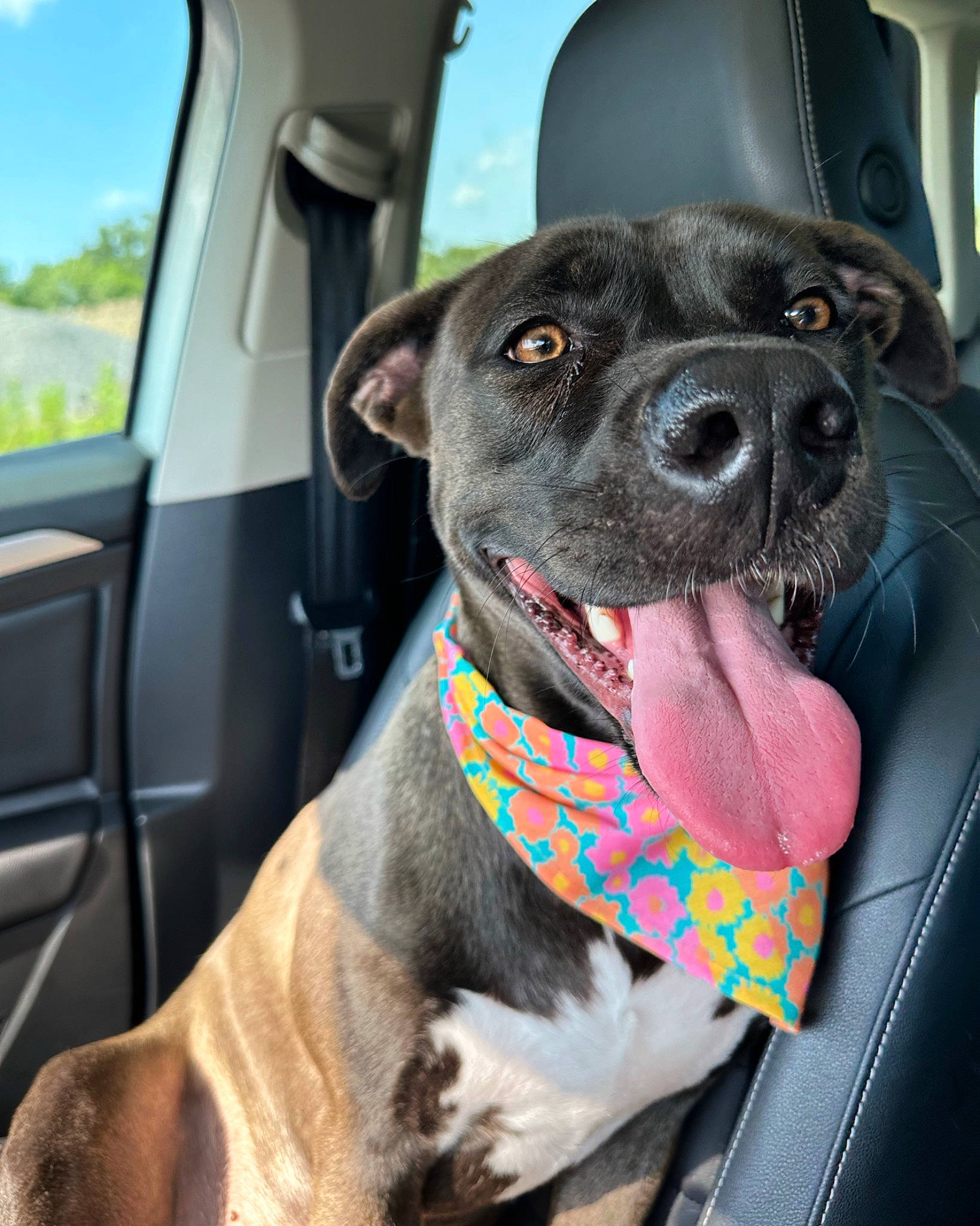 Haze joined the competition — help win amazing prizes! auto_part, automotive_exterior, car, car_seat, car_seat_cover, carnivore, collar, companion_dog, dog, dog_breed, dog_collar, fawn, motor_vehicle, sky, snout, sporting_group, vehicle, vehicle_door, whiskers, working_animal