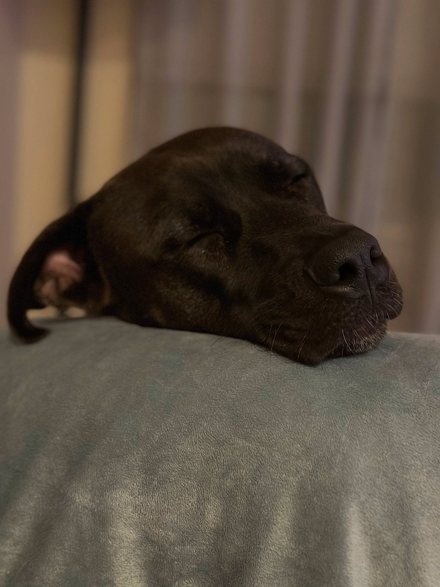 Haze joined the competition — help win amazing prizes! borador, canidae, carnivore, comfort, companion_dog, dog, dog_breed, fawn, fur, grey, guard_dog, liver, non_sporting_group, snout, sporting_group, terrestrial_animal, whiskers, working_animal