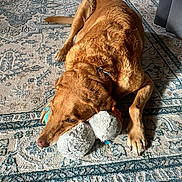 Charlie is registered to the contest to win money with this photo: dog, golden_brown, lying_down, plush_toy, carpet, indoor, resting, pet, canine, fur, relaxed, home, floor, collar, paw, toy, comfort, animal, domestic, quiet