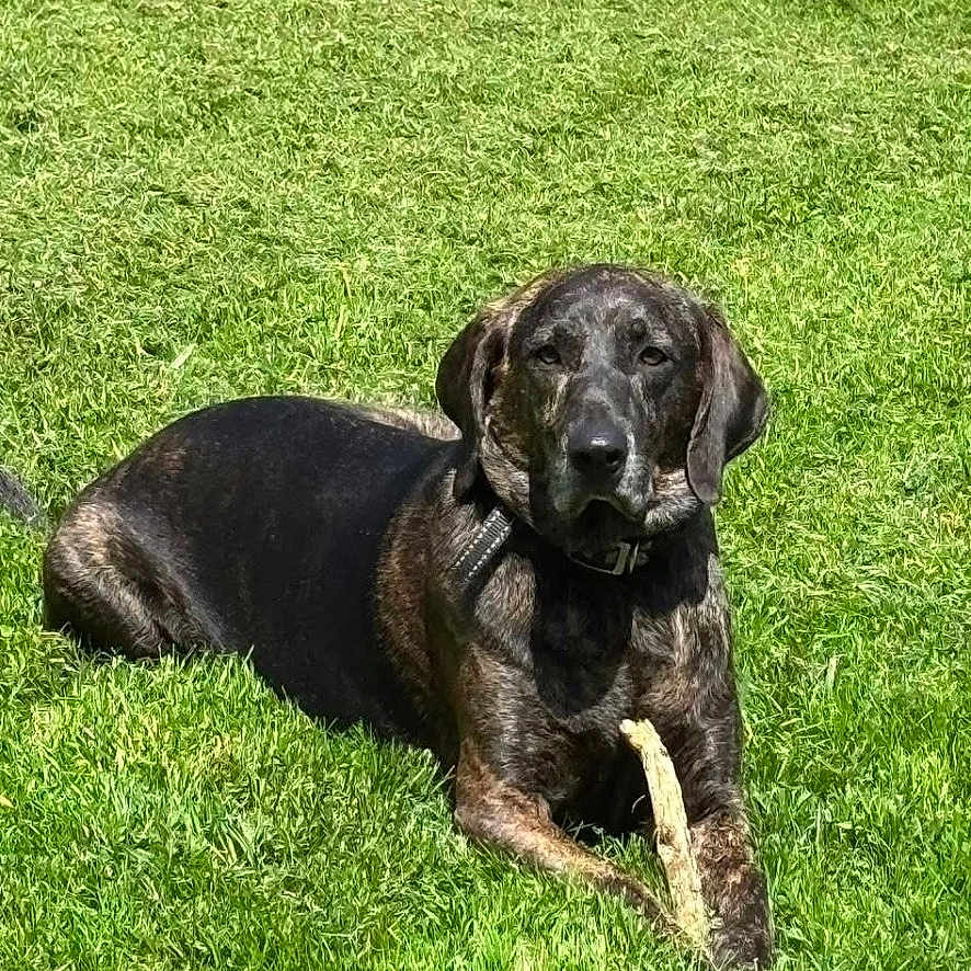 Diesel