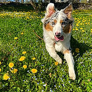 Maya participe au concours pour gagner de l'argent avec cette photo : dog, running, meadow, dandelions, flowers, greenery, outdoor, nature, blue_sky, trees, house, sunlight, happy, pet, grass, animal, spring, playful, canine, fur