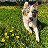 dog, running, meadow, dandelions, flowers, greenery, outdoor, nature, blue_sky, trees, house, sunlight, happy, pet, grass, animal, spring, playful, canine, fur