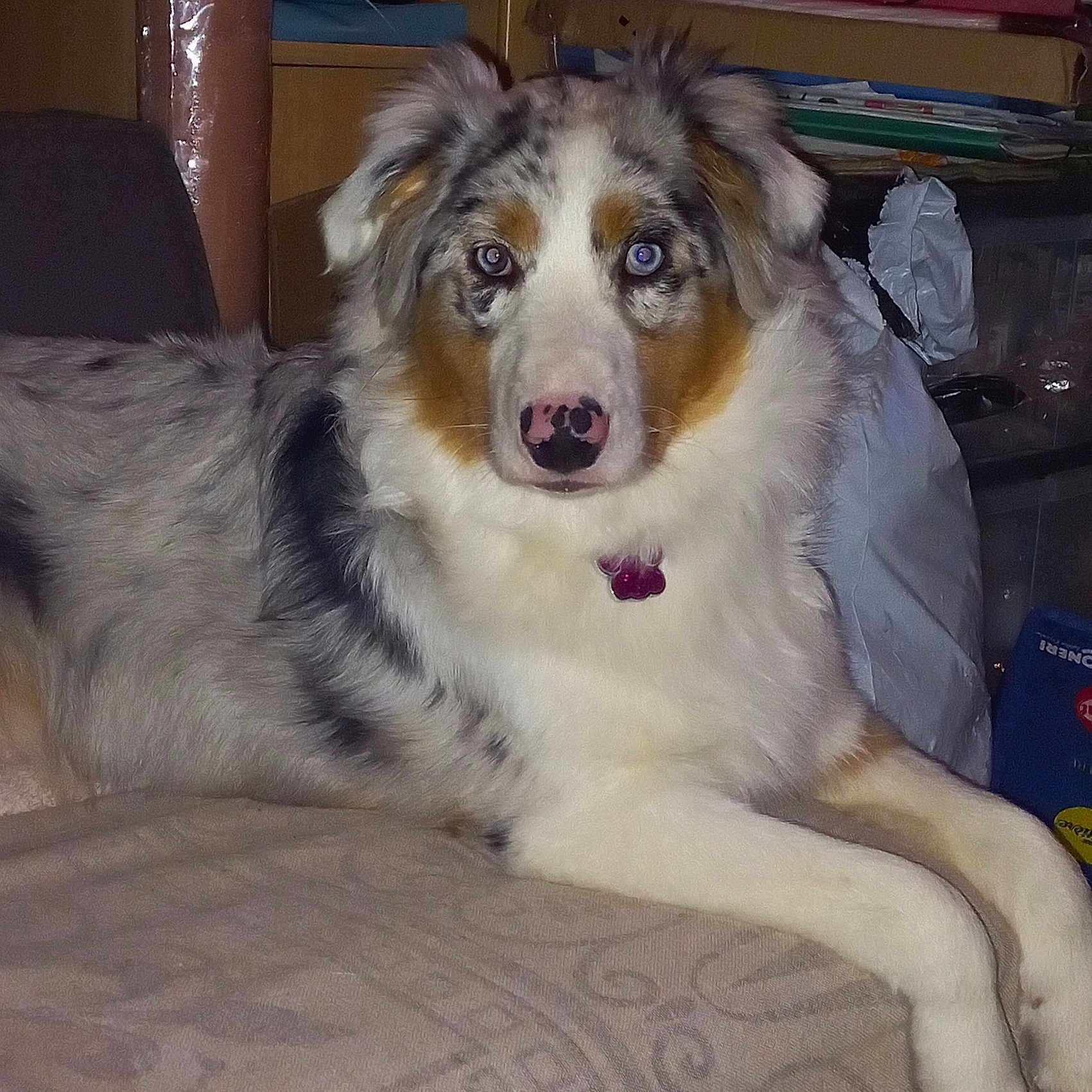Maya