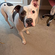 Koda joined the competition — help win amazing prizes! dog, pet, indoor, carpet, white_dog, black_spots, curious, animal, canine, floor, furniture, chair, door, looking_up, ears, domestic, companion, cute, mammal, portrait