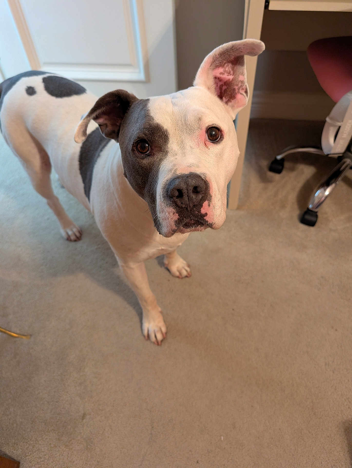 Koda